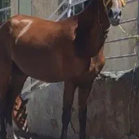 مادیان عرب درشور