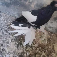 کویچح ارکح قلخلی|پرنده|باسمنج, |دیوار