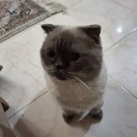 پت خونگی|گربه|شاندیز, |دیوار