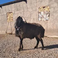 قوچ|حیوانات مزرعه|قزوین, |دیوار