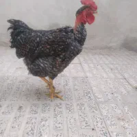 مرغ و خروس
