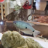 ماهی گورامی