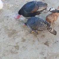 بوقلمون نروماده|حیوانات مزرعه|بروجرد, |دیوار