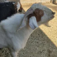 چپش جوان وعالی|حیوانات مزرعه|زرقان, |دیوار