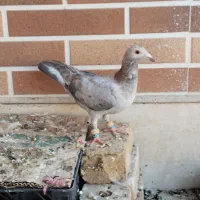 سار خطی لکه دار