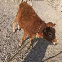 فروشی|حیوانات مزرعه|صومای برادوست, |دیوار