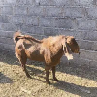 نری