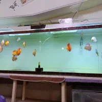 ماهی دیسکس با اکواریوم بزرگ همراه وسایل|ماهی|کرمان, |دیوار