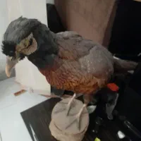 مجسمه.|مجسمه، تندیس، ماکت|تهران, باغ فیض|دیوار