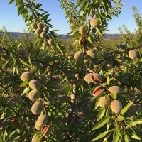 گردو پربار و دیرگل سرمایهگذاری امن|خدمات باغبانی و درختکاری|اراک, |دیوار