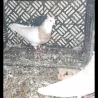 کبوتر طوقی نسل اجوری زری قهوای|پرنده|سنندج, |دیوار