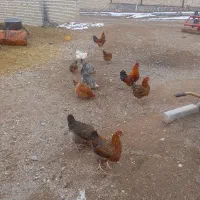 فروش مرغ محلی تخم گذار