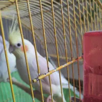 عروس هلندی|پرنده|امیدیه, |دیوار