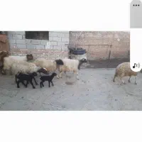 گوسفندوبره|حیوانات مزرعه|کرمانشاه, |دیوار