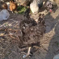 مرغ بوقلمون غاز خانگی|حیوانات مزرعه|نیشابور, خیام|دیوار