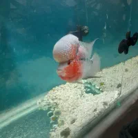 فلاور هورن|ماهی|تهران, والفجر (افسریه)|دیوار