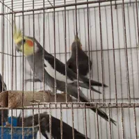 طوطی عروس هلندی|پرنده|رشت, کوی فکوری|دیوار