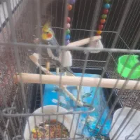 عروس هلندی|پرنده|تهران, مختاری|دیوار