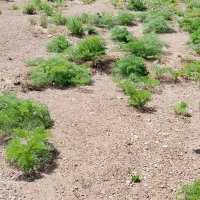 فروش عالف کما کوهستان