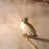 کبوتر پلاکی بزک|پرنده|شیراز, بازار|دیوار