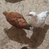 جوجه محلی