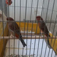 قناری سوخته سرخ و چغندری درشت نر و ماده