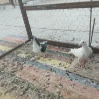 کبوتر فروشی