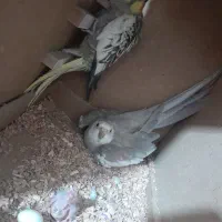 پرنده