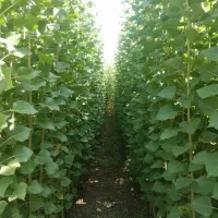 نهال صنوبر تضمینی، بهترین انتخاب برای کاشت اقتصادی