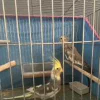 عروس هلندی نر