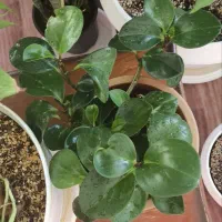 گلهای طبیعی