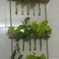 گل پتوس دیواری