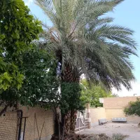 هرس،برش درخت،سم پاشی،کاشت نهال و گل و غیره