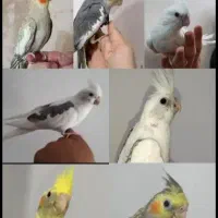 سالن پرورش عروس هلندی تمام نژاد|پرنده|قم, شهرک طالقانی|دیوار