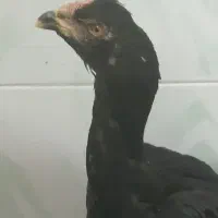 با سلام دو تا جوجه یکی نوچه ویکی خروس اصل لاری