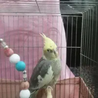 عروس هلندی ماده