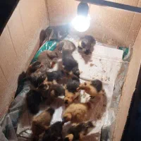 جوجه اردک|حیوانات مزرعه|آبدانان, |دیوار