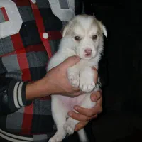 سگ پاکوتاه فروشی|سگ|ری, فیروزآبادی|دیوار