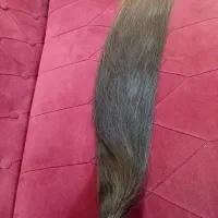 موی ۸۰ سانته شاخه شده