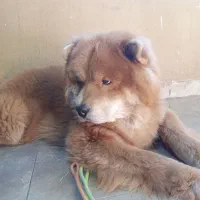 چاوچاو