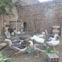 قوغاز اوکراینی خاکستری و سفید|حیوانات مزرعه|لنجان, |دیوار