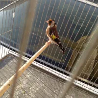 سره نر ماده|پرنده|قم, شاه ابراهیم|دیوار