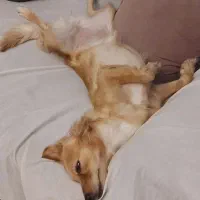 سگ اشپیتز تریر ماده ۷کیلویی رایگان فقط به خانواده|سگ|پردیس, فاز ۸|دیوار