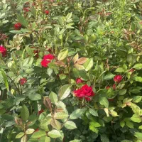 تولید گل گیاه و طراحی فضای سبز