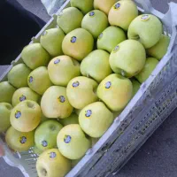 بار. فروشی و حق العمل کاری سیب