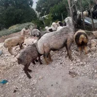 فروش قوچ جوان وسرحال