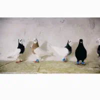 6تا بهبونی هوایی به شرط