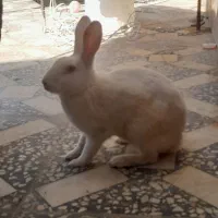 فروش خرگوش|موش و خرگوش|لنده, |دیوار