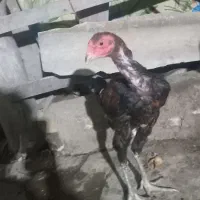 خرس‌لاری‌اصل
