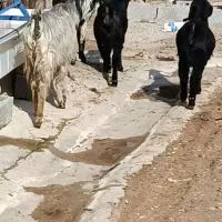 بز زاییده|حیوانات مزرعه|بهبهان, |دیوار